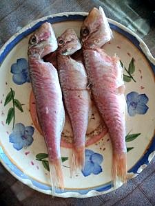 Salmonetes del Medditerráneo.